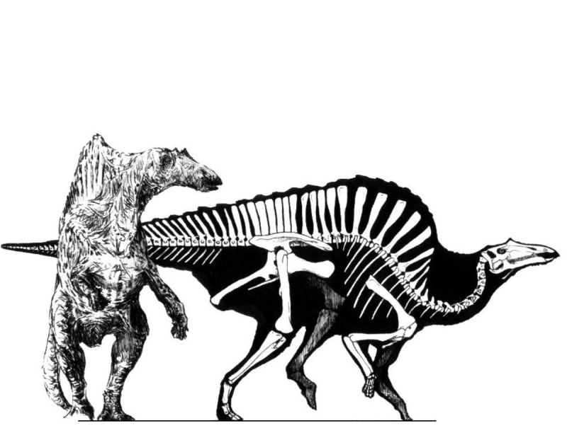 Ouranosaurus nigeriensis