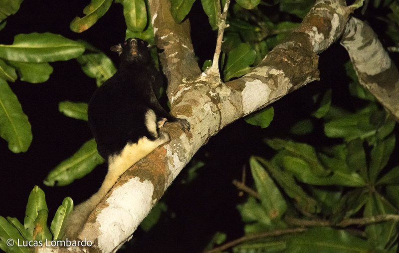 Anomalurus beecrofti