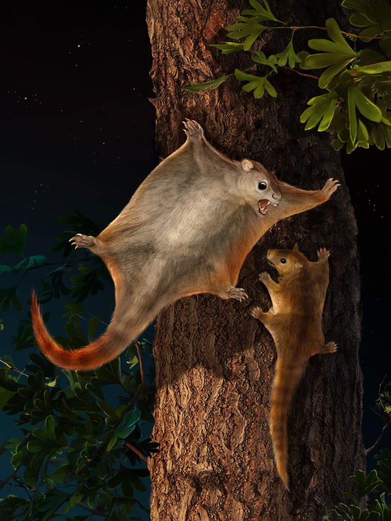 Volaticotherium antiquum