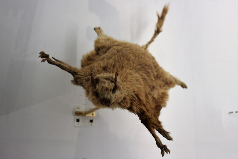 Anomalurus beecrofti