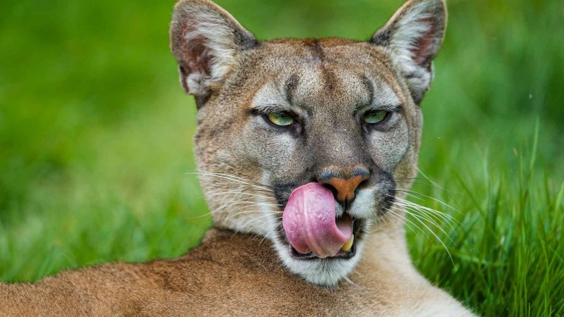 Пума (Puma concolor):
