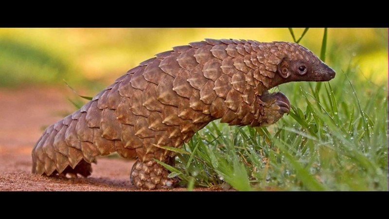 Отряд панголины (Pholidota
