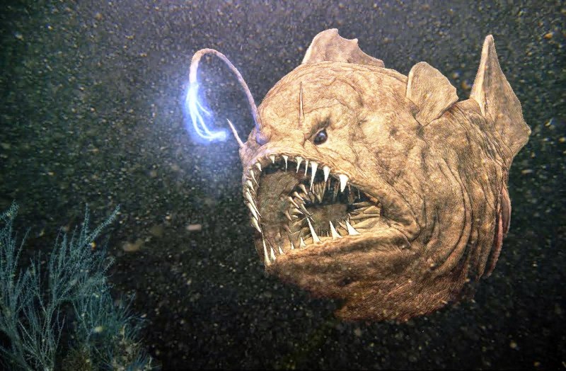 Рыба удильщик морской черт