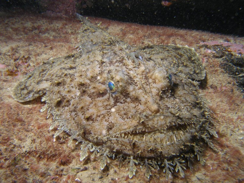 Lophius piscatorius
