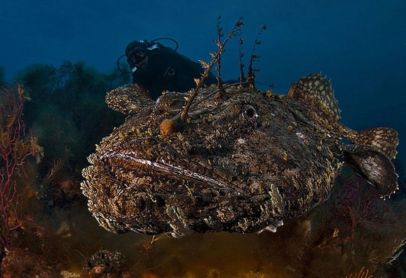 Морской черт удильщик