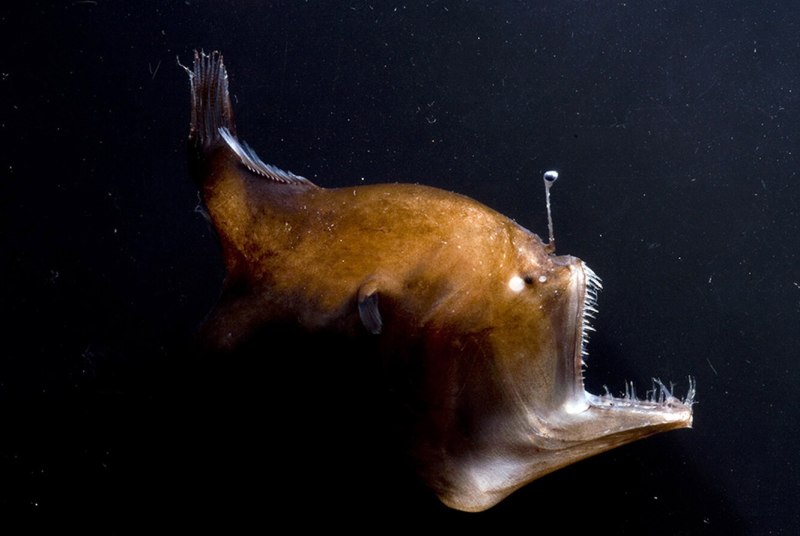 Морской черт удильщик