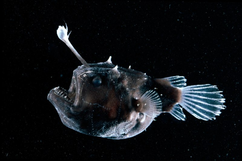 Морской черт удильщик