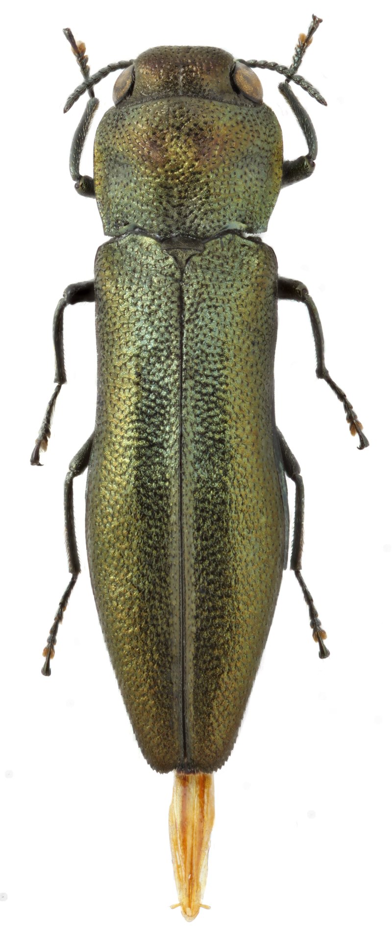 Buprestidae: Agrilus ribesi Schaefer ОПИСАНИЕR
