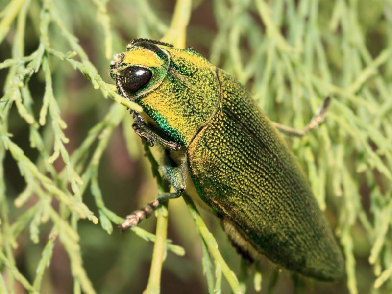 Жук Buprestidae