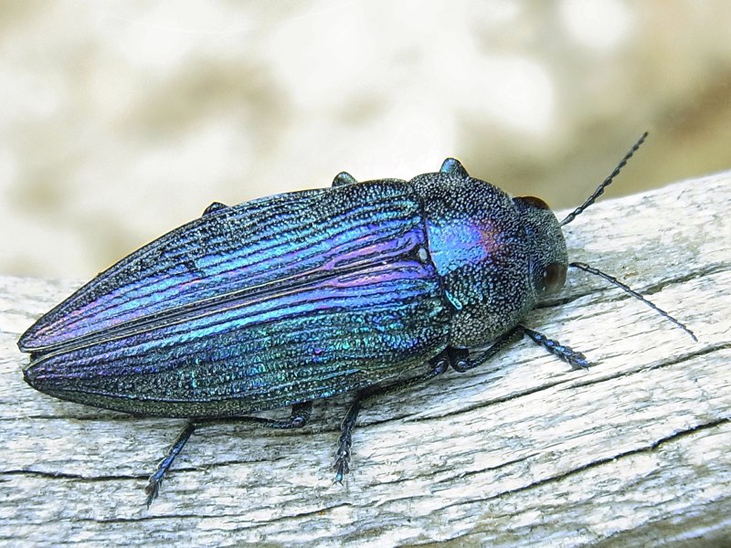 Buprestis Rustica Златка