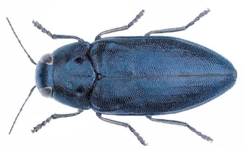 Златка Сосновая синяя (Phaenops cyanea)