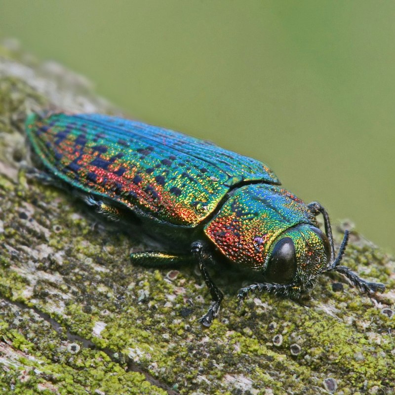 Жук Buprestidae