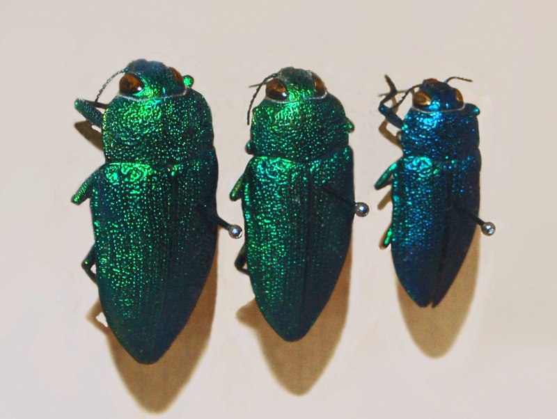 Жук Buprestidae