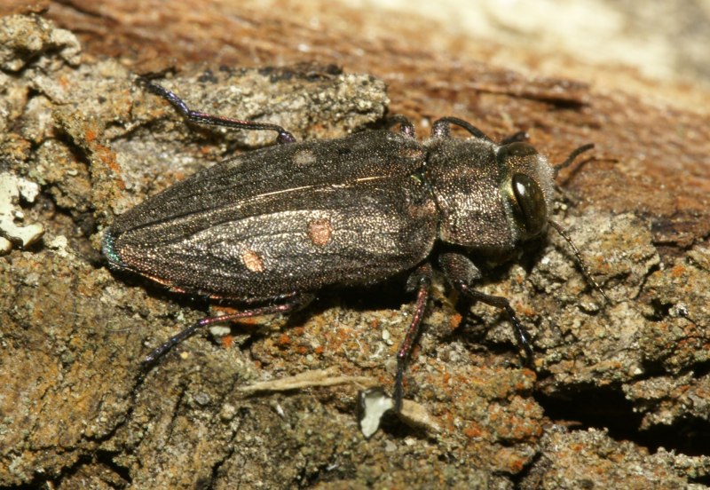 Chrysobothris affinis