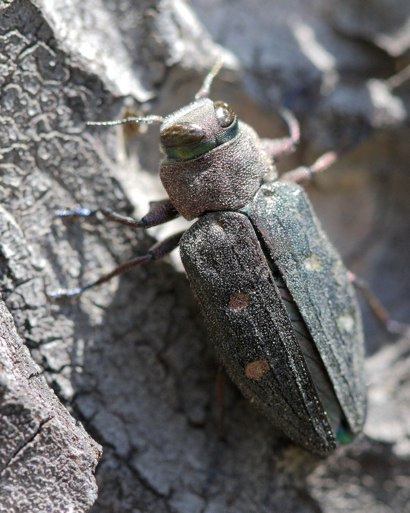 Chrysobothris affinis