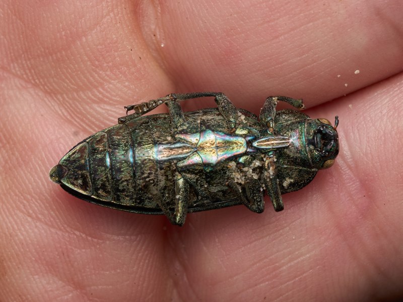 Chalcophora Mariana (Linnaeus, 1758)