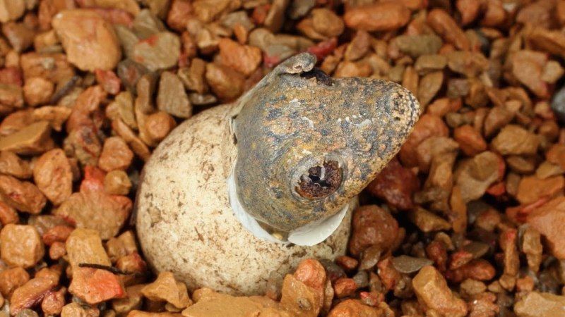 Lizard Egg