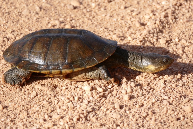 Acanthochelys spixii