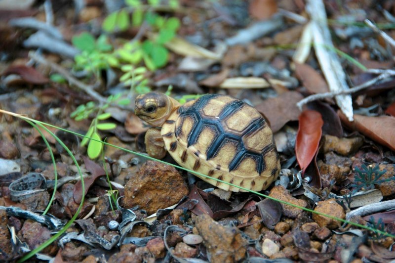 Astrochelys yniphora