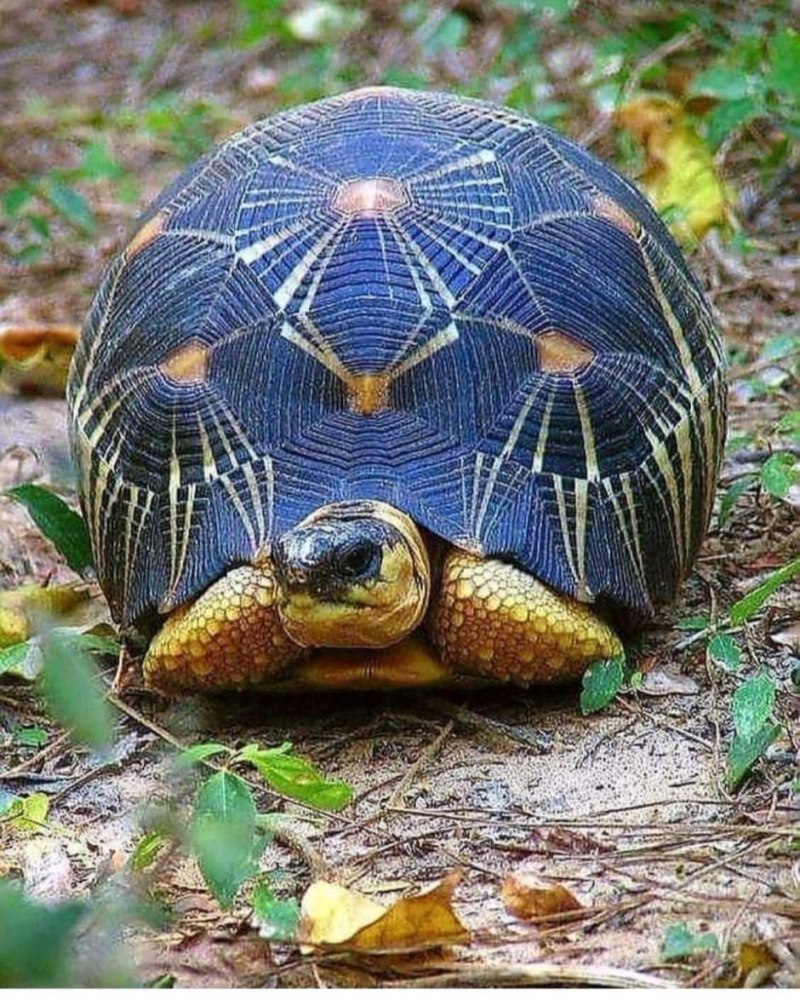 Клювогрудая черепаха