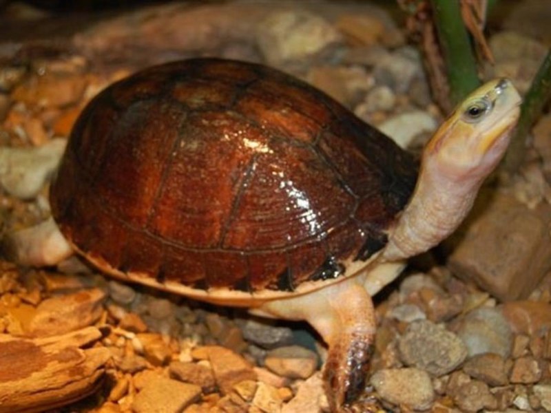 Turtle Mac
