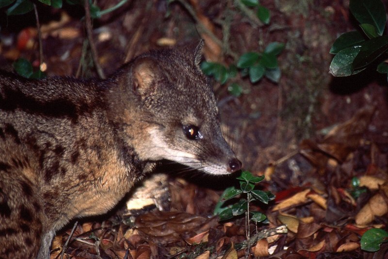 Фаналока (Fossa),