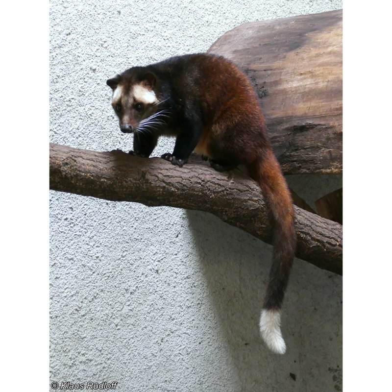 Гималайская цивета