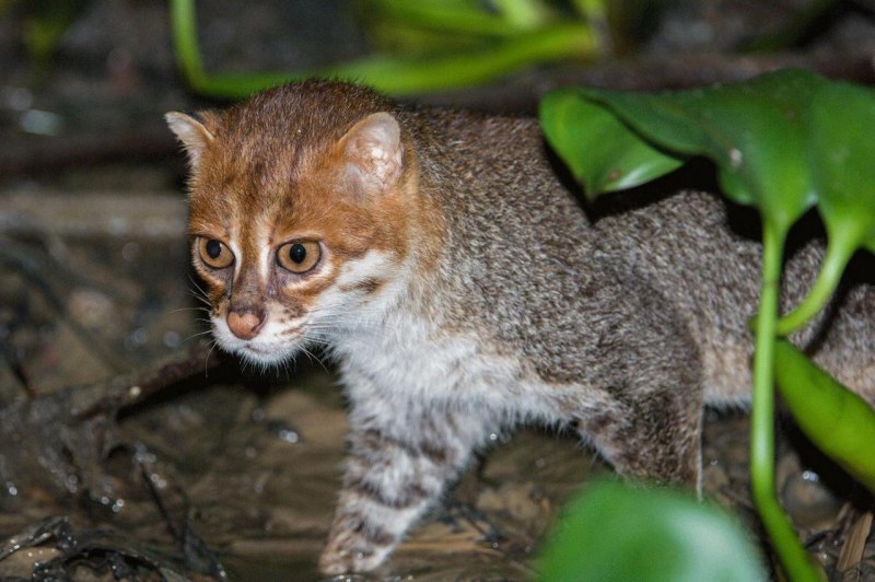 Prionailurus planiceps