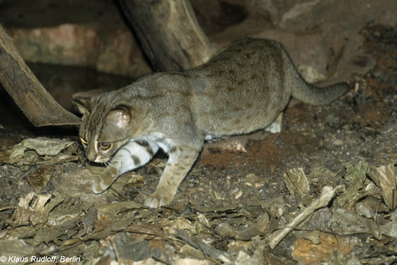 Римская островная кошка