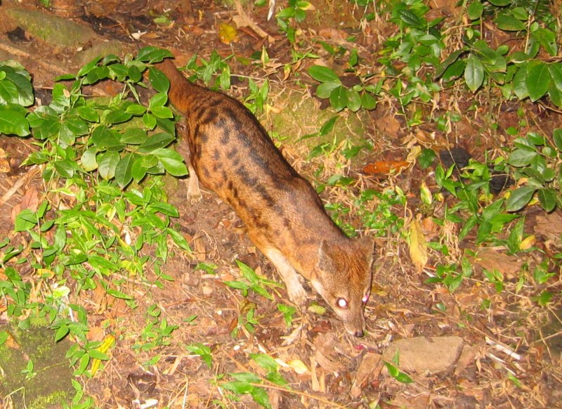 Фаналока (Fossa),