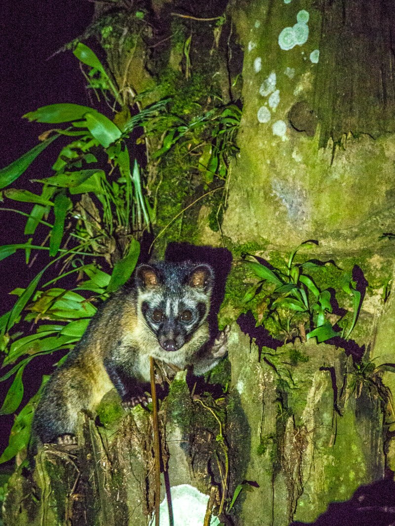 Asian Palm civet
