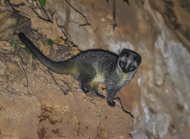 Masked Palm civet