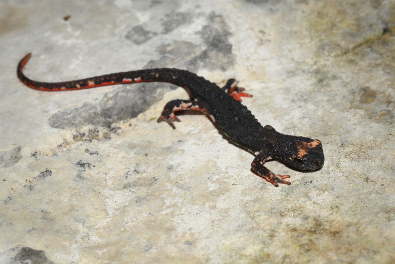 Salamandrina perspicillata