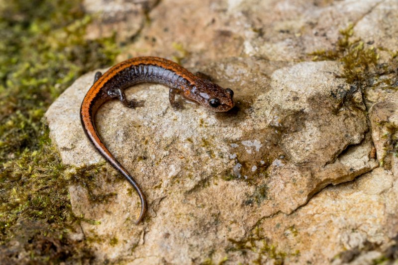 Plethodon