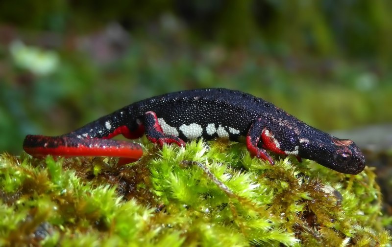 Salamandrina perspicillata