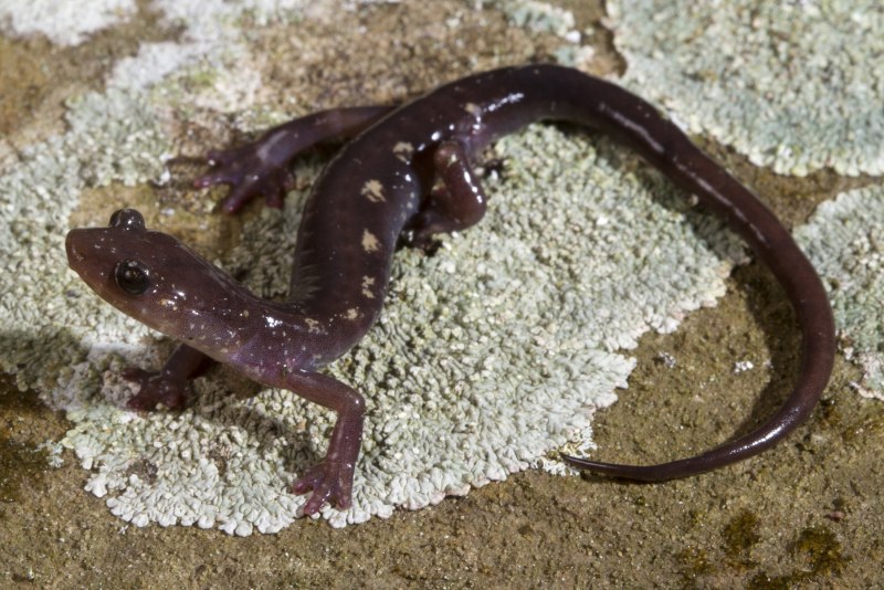 Тонкая саламандра (Plethodon Richmondi)