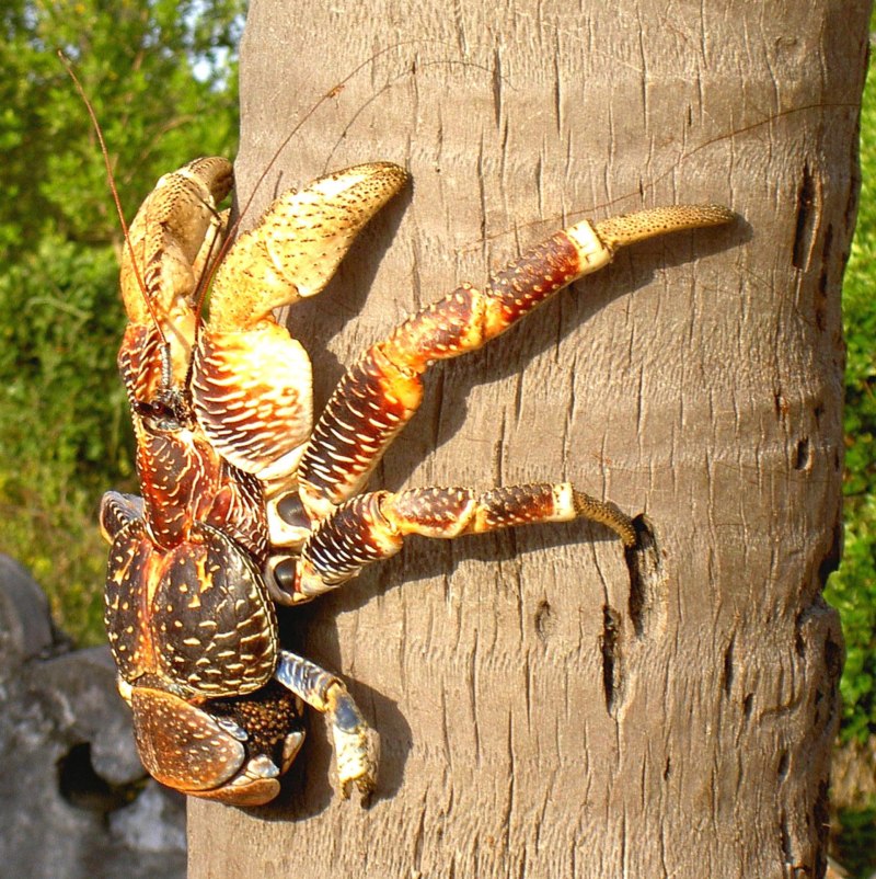 Birgus latro