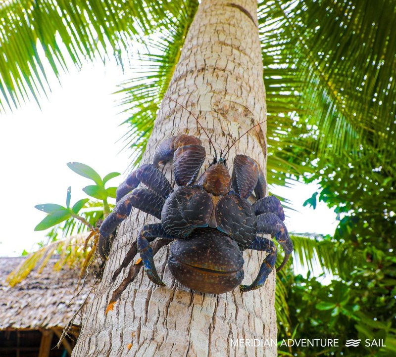 Giant Coconut Crab