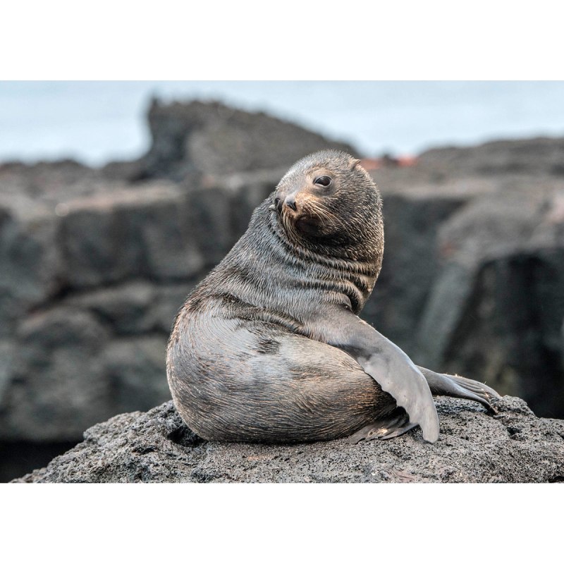 Галапагосский морской котик Arctocephalus Galapagoensis