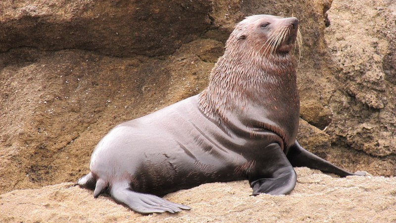 Arctocephalus forsteri