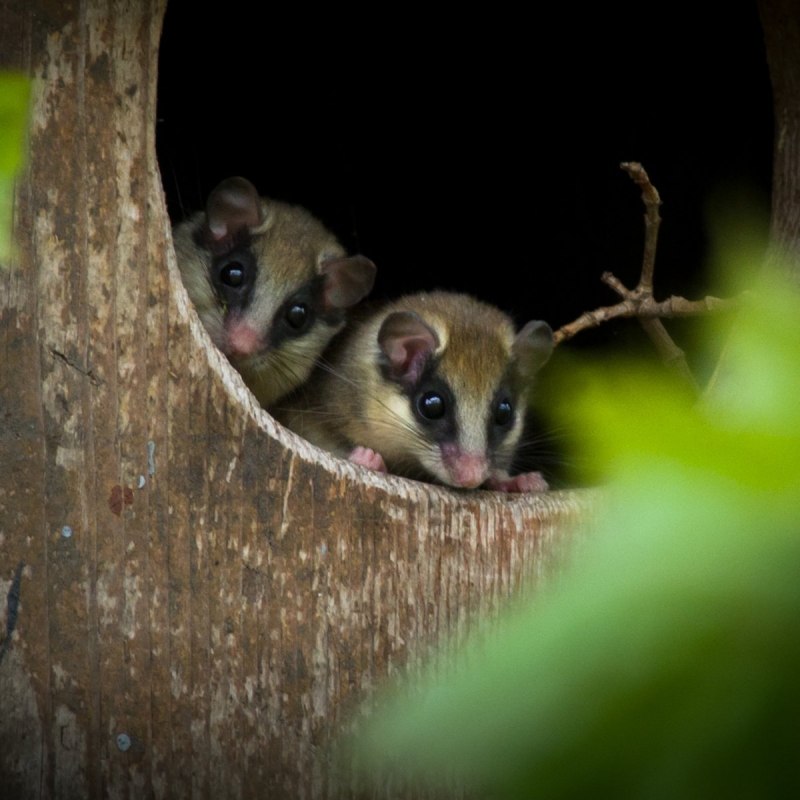 "Dryomys nitedula" Соня Лесная