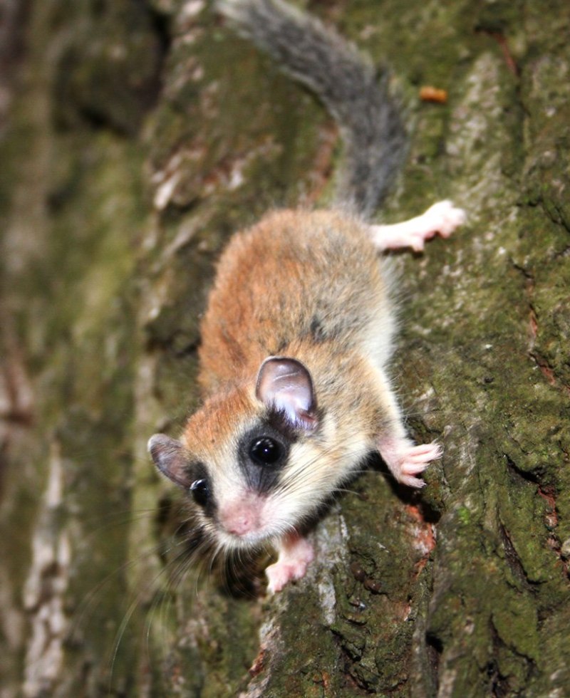 "Dryomys nitedula" Соня Лесная