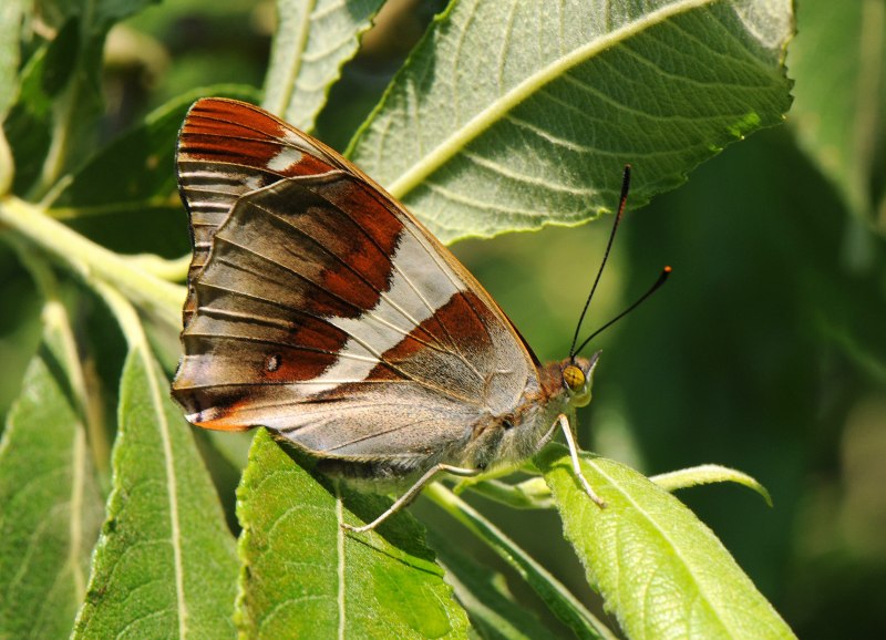 Переливница Ивовая Apatura Iris
