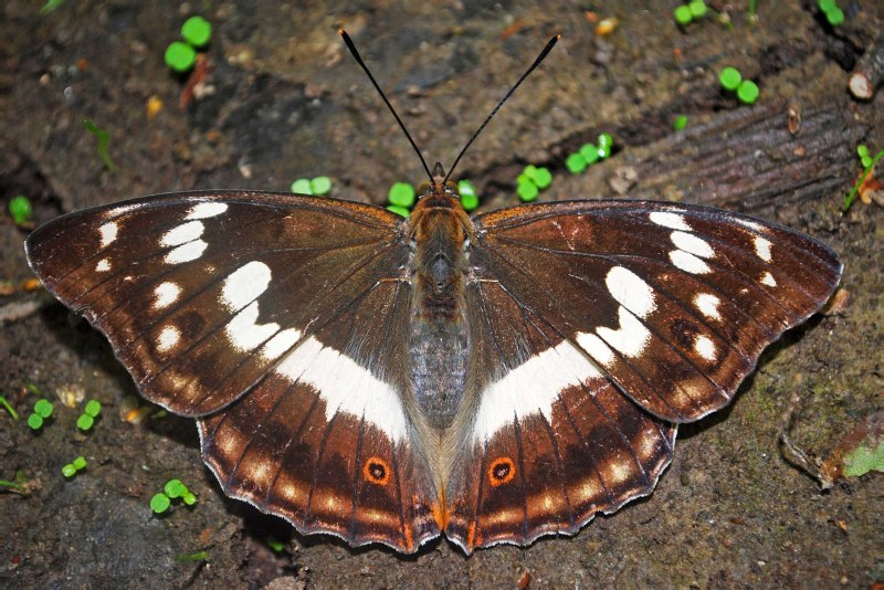Apatura Iris бабочка