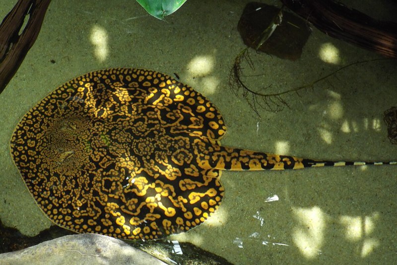 Potamotrygon falkneri