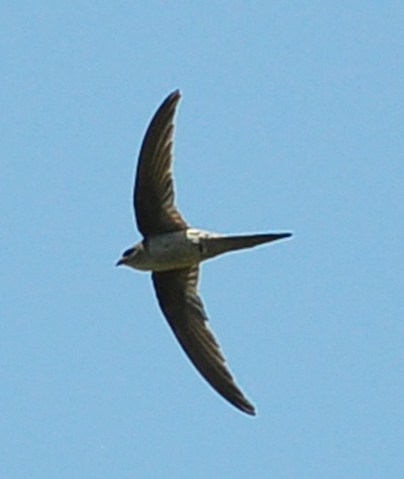 Cypsiurus balasiensis — азиатский пальмовый Стриж