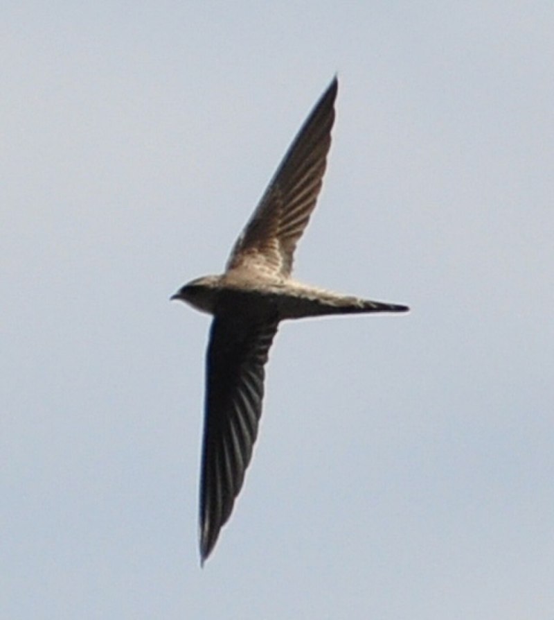 Cypsiurus Parvus — пальмовый Стриж