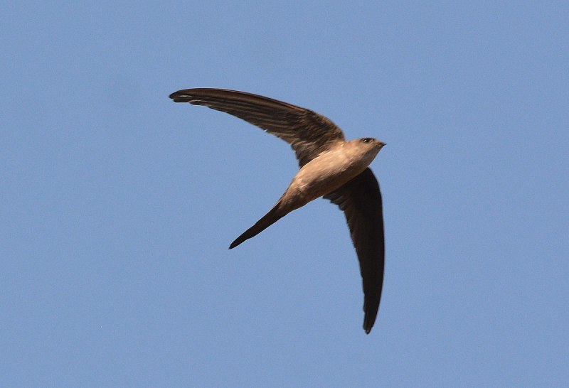 Cypsiurus balasiensis — азиатский пальмовый Стриж