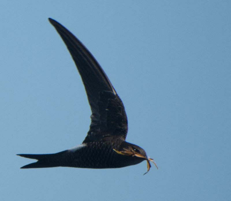 APUS Horus — Эфиопский Стриж
