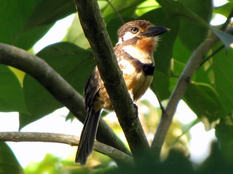 Бурошапочная пуховка (Bucco macrodactylus)